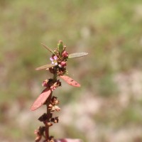 Ammannia baccifera L.